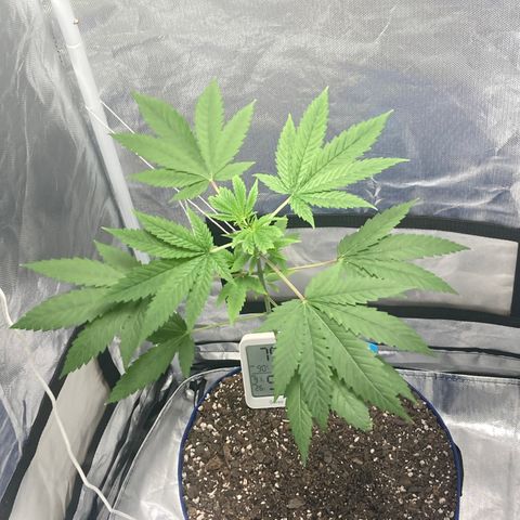 Biscotti growlog timeline photo