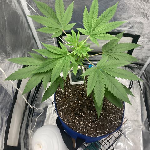 Biscotti growlog timeline photo