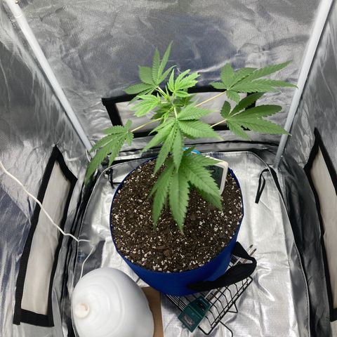 Biscotti growlog timeline photo