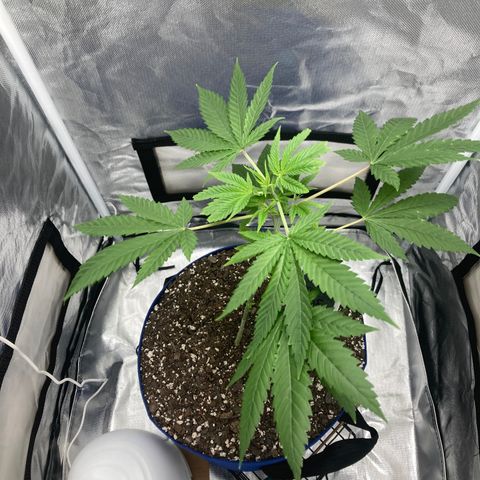 Biscotti growlog timeline photo