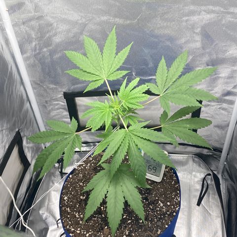 Biscotti growlog timeline photo