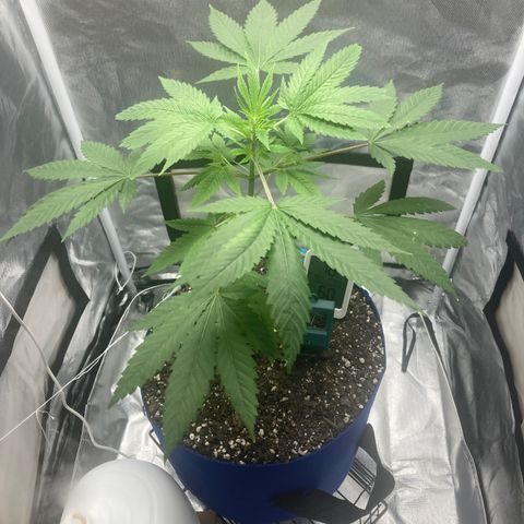 Biscotti growlog timeline photo
