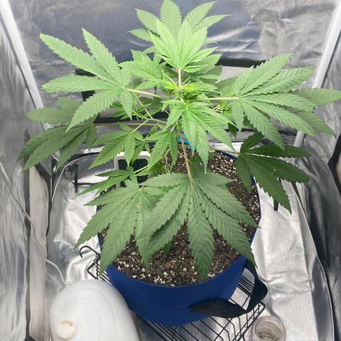 Biscotti growlog timeline photo