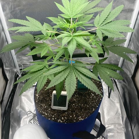 Biscotti growlog timeline photo