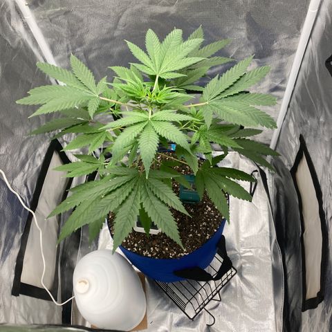 Biscotti growlog timeline photo