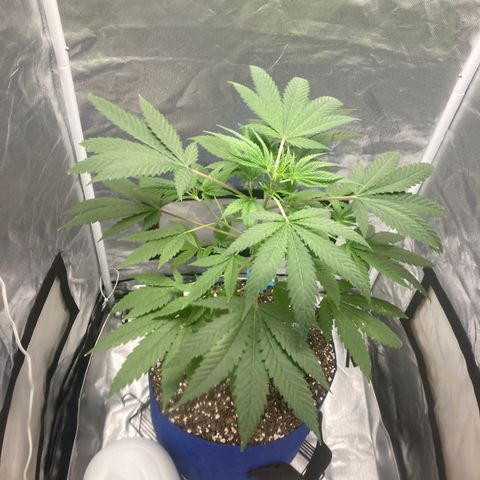 Biscotti growlog timeline photo