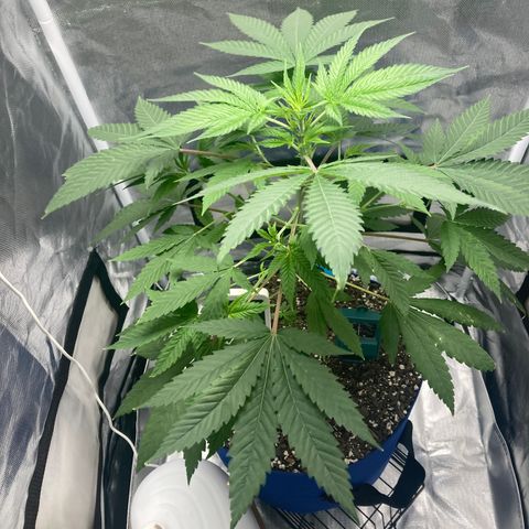 Biscotti growlog timeline photo