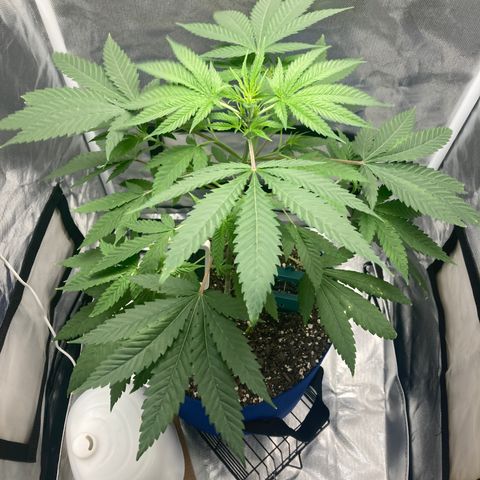 Biscotti growlog timeline photo