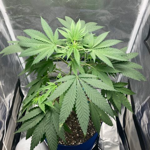 Biscotti growlog timeline photo