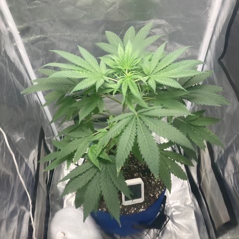 Biscotti growlog timeline photo