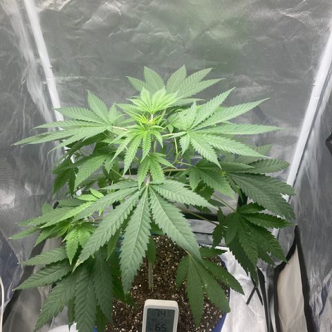 Biscotti growlog timeline photo
