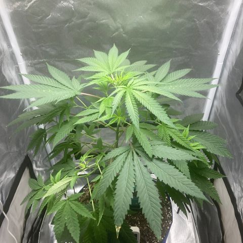 Biscotti growlog timeline photo