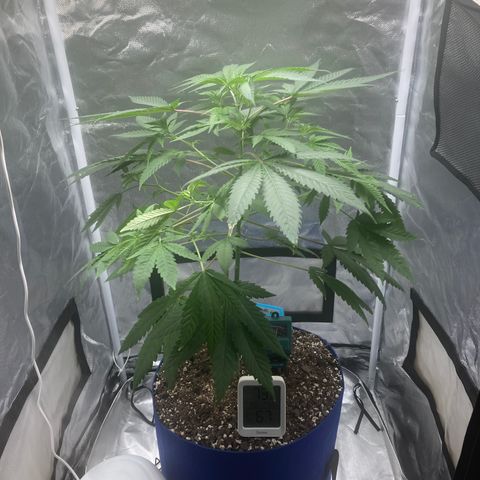 Biscotti growlog timeline photo
