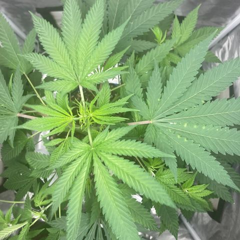 Biscotti growlog timeline photo