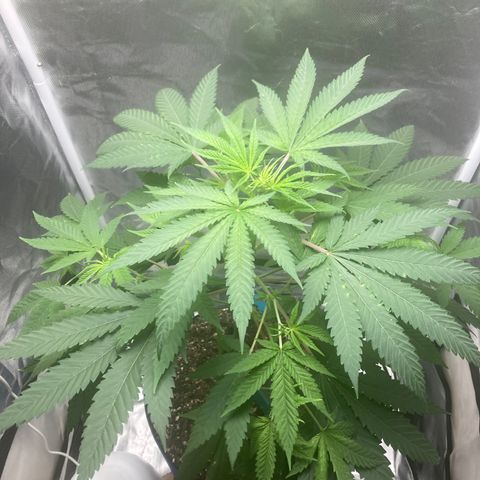 Biscotti growlog timeline photo