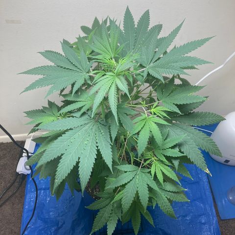 Biscotti growlog timeline photo