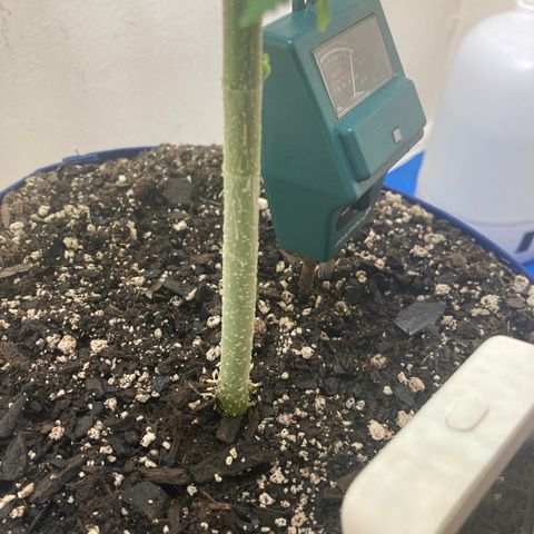 Biscotti growlog timeline photo