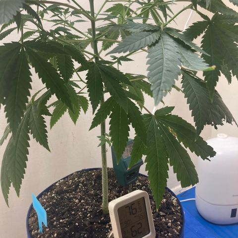Biscotti growlog timeline photo