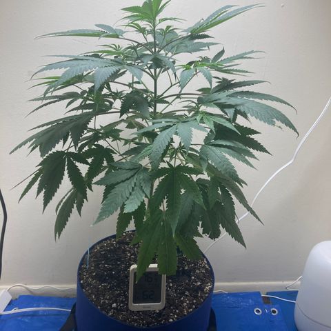 Biscotti growlog timeline photo