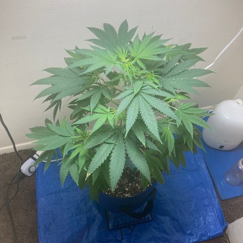 Biscotti growlog timeline photo