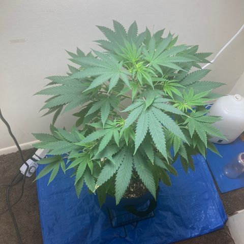 Biscotti growlog timeline photo
