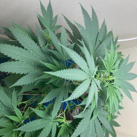 Biscotti growlog timeline photo