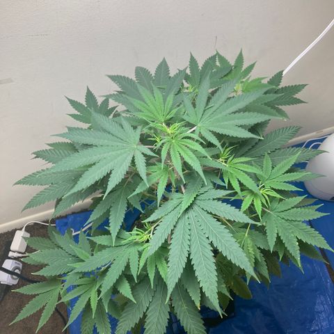 Biscotti growlog timeline photo