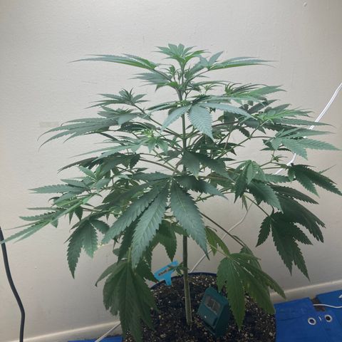 Biscotti growlog timeline photo