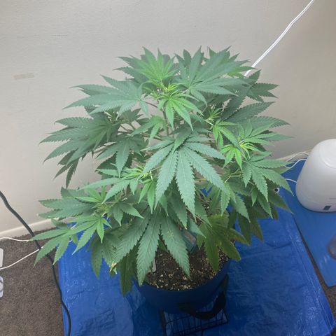 Biscotti growlog timeline photo