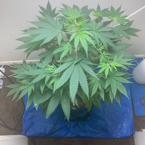 Biscotti growlog timeline photo