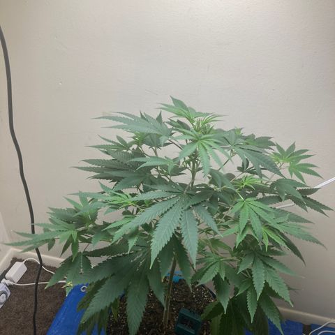 Biscotti growlog timeline photo