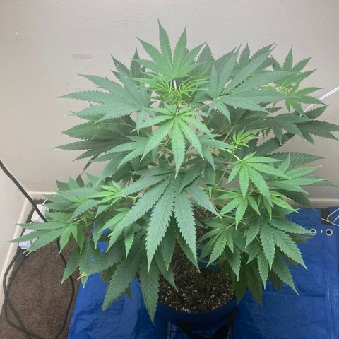 Biscotti growlog timeline photo