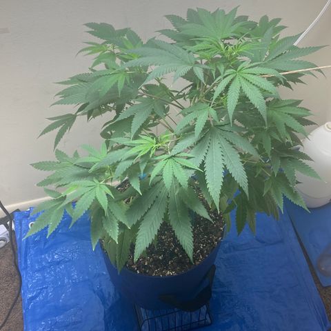 Biscotti growlog timeline photo