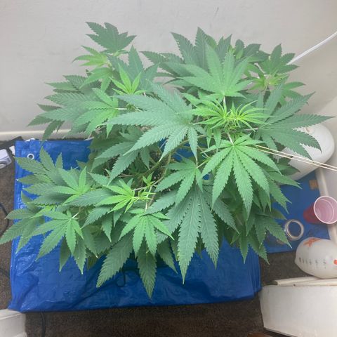 Biscotti growlog timeline photo
