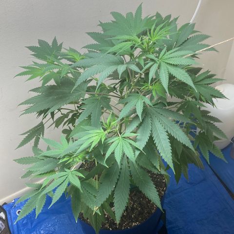 Biscotti growlog timeline photo