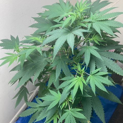 Biscotti growlog timeline photo