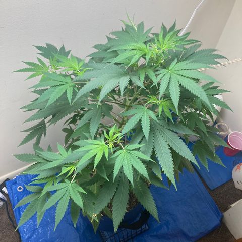 Biscotti growlog timeline photo