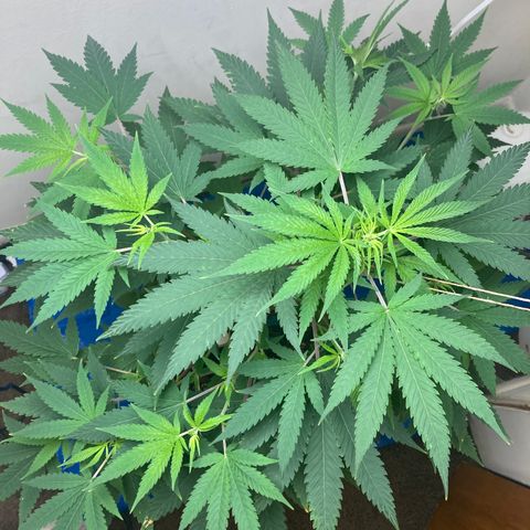 Biscotti growlog timeline photo