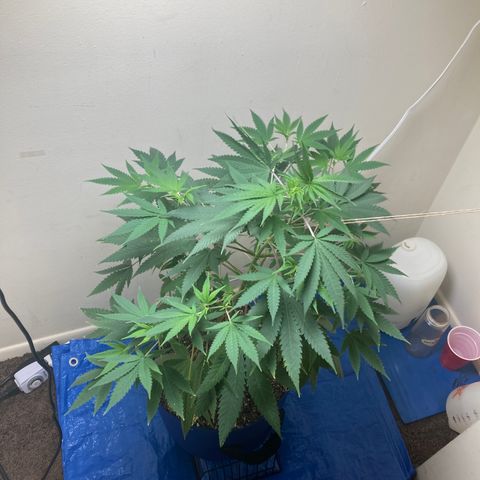 Biscotti growlog timeline photo