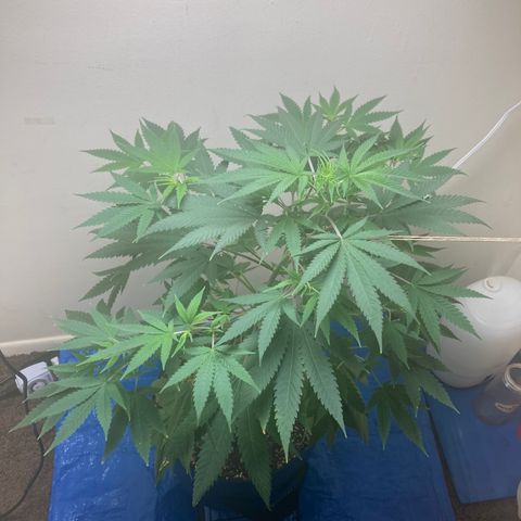 Biscotti growlog timeline photo