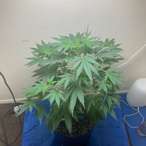 Biscotti growlog timeline photo
