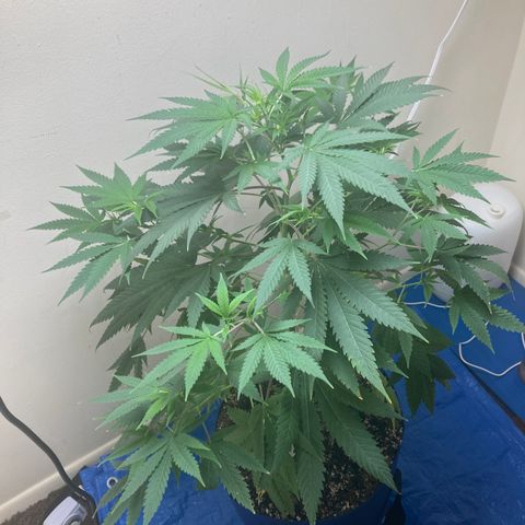 Biscotti growlog timeline photo