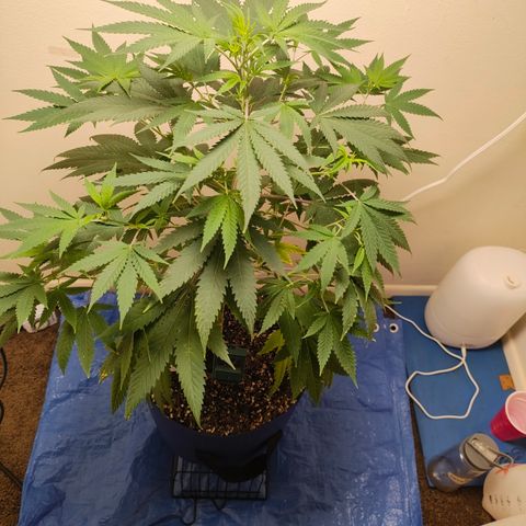 Biscotti growlog timeline photo
