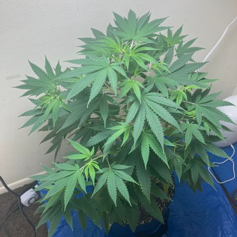 Biscotti growlog timeline photo