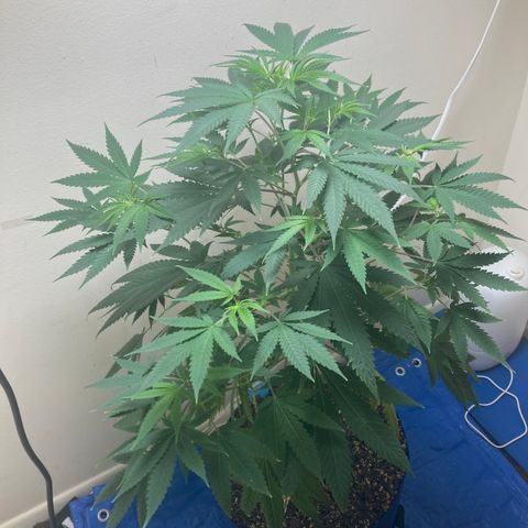 Biscotti growlog timeline photo