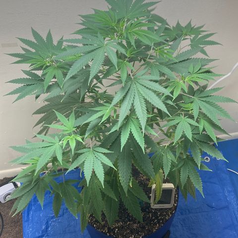 Biscotti growlog timeline photo