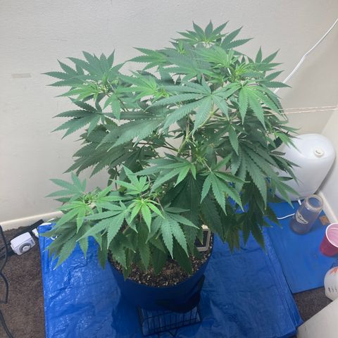 Biscotti growlog timeline photo