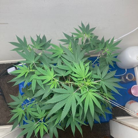 Biscotti growlog timeline photo
