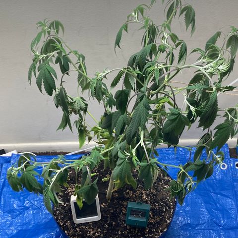 Biscotti growlog timeline photo