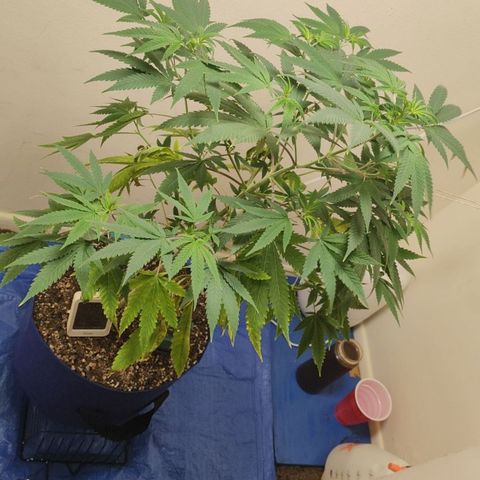 Biscotti growlog timeline photo